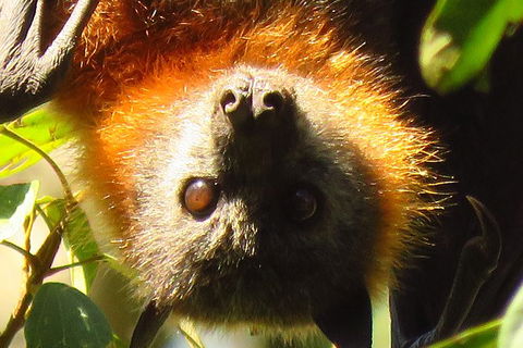 Byron Bay Wildlife Safari - Whitsundays Accommodation 9