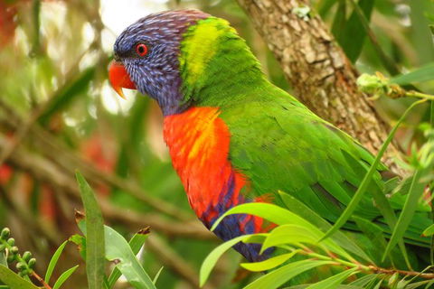 Byron Bay Wildlife Safari - Whitsundays Accommodation 7
