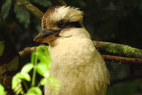 Byron Bay Wildlife Safari - Whitsundays Accommodation 5