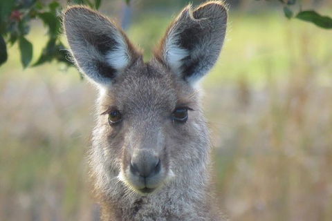 Byron Bay Wildlife Safari - Whitsundays Accommodation 11