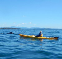 Whale Watching by Sea Kayak in Batemans Bay - Whitsundays Accommodation