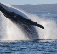 Jervis Bay Whale Watching Tour - Whitsundays Accommodation