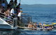 Jervis Bay Boom Netting And Dolphins Tour - thumb 1