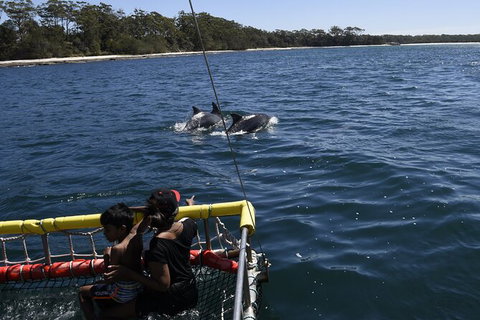 Jervis Bay Boom Netting And Dolphins Tour - Whitsundays Accommodation 6