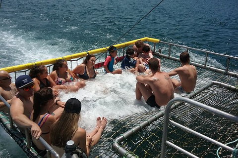 Jervis Bay Boom Netting And Dolphins Tour - Whitsundays Accommodation 4