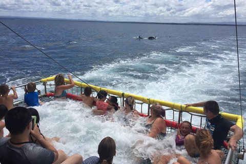 Jervis Bay Boom Netting And Dolphins Tour - Whitsundays Accommodation 14