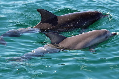 Jervis Bay Boom Netting And Dolphins Tour - Whitsundays Accommodation 13
