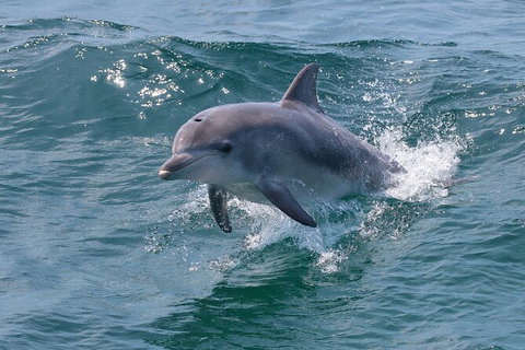 Jervis Bay Boom Netting And Dolphins Tour - Whitsundays Accommodation 8