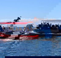 Byron Bay Whale Watching Cruise - Whitsundays Accommodation