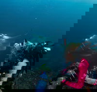 5-Hour Byron Bay Introductory Scuba Diving Tour - Whitsundays Accommodation