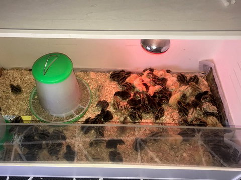 Meet The Animals - Whitsundays Accommodation 2