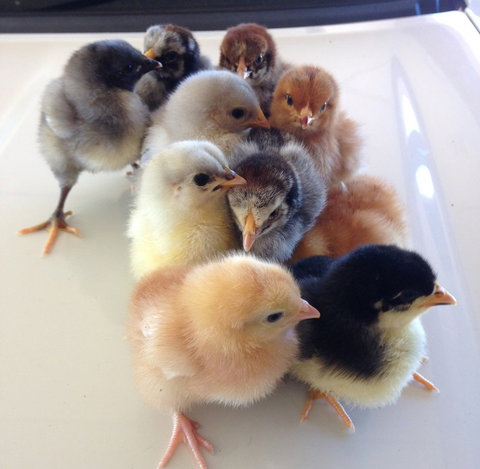 Meet The Animals - Whitsundays Accommodation 1