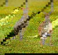 Bordertown Wildlife Park - Whitsundays Accommodation