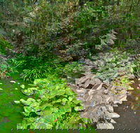 Brindle Creek Walking Track - Whitsundays Accommodation