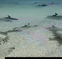 Dolphins of Monkey Mia - Whitsundays Accommodation
