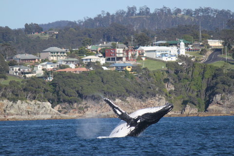 Eden - Whitsundays Accommodation 2