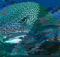 Fish Bowl Dive Site - Whitsundays Accommodation