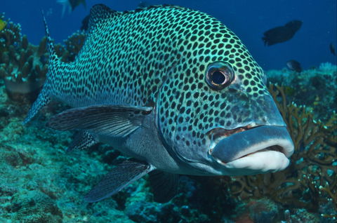 Fish Bowl Dive Site - Whitsundays Accommodation 0