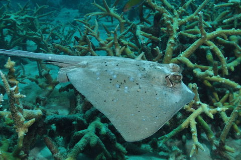 Fish Bowl Dive Site - Whitsundays Accommodation 1
