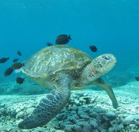 Flinders Reef Dive Site - Whitsundays Accommodation