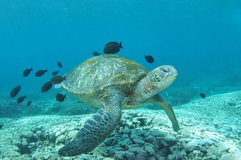 Flinders Reef Dive Site - Whitsundays Accommodation 0
