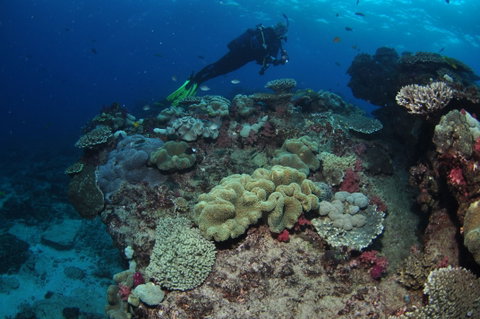 Flinders Reef Dive Site - Whitsundays Accommodation 2