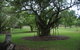 Frog Hollow - thumb 1