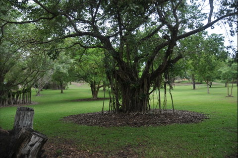 Frog Hollow - Whitsundays Accommodation 1