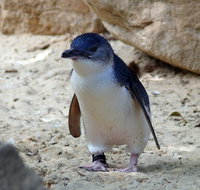 Granite Island Nature Park - Guided Penguin Tours - Whitsundays Accommodation