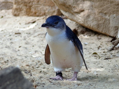Granite Island Nature Park - Guided Penguin Tours - Whitsundays Accommodation 0