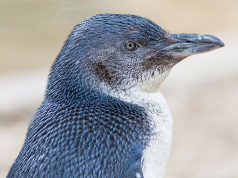 Granite Island Nature Park - Guided Penguin Tours - Whitsundays Accommodation 1