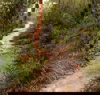 Great North walk - Brisbane Water National Park - Whitsundays Accommodation