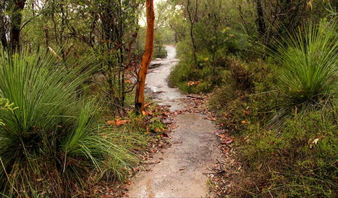 Great North Walk - Brisbane Water National Park - Whitsundays Accommodation 0