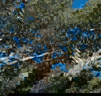 Holey Plains State Park - Whitsundays Accommodation