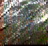 Kinglake Forest Adventures - Whitsundays Accommodation