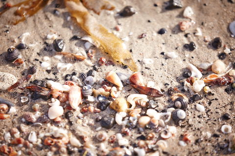 Mushroom Reef Beach - Whitsundays Accommodation 1