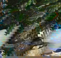 Noreen's Seaside Shop - Whitsundays Accommodation