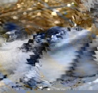 Penguin Island - Whitsundays Accommodation