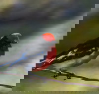 Weddin Bird Trails - Whitsundays Accommodation