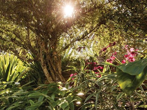 Wendy Whiteley's Secret Garden - Whitsundays Accommodation 1