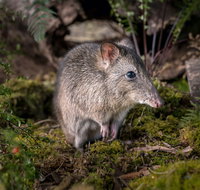 Wildlife Wonders