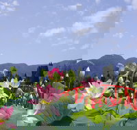 Blue Lotus Water Garden - Whitsundays Accommodation