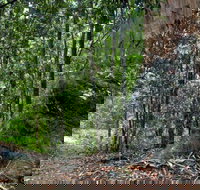 Blue Gum loop trail - Whitsundays Accommodation