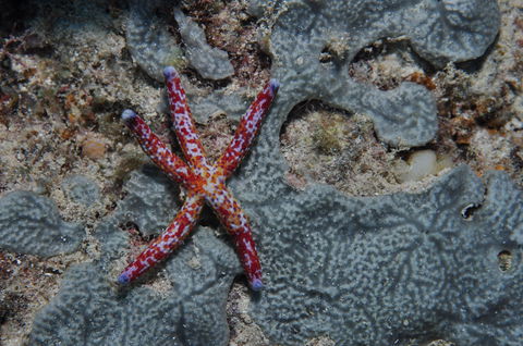 Clam Gardens Dive Site - Whitsundays Accommodation 0