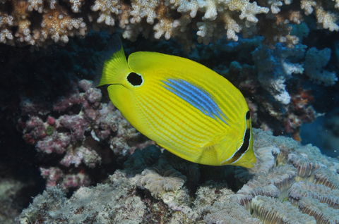 Clam Gardens Dive Site - Whitsundays Accommodation 1