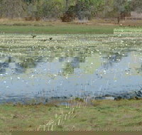 Leaning Tree Lagoon Nature Park - Whitsundays Accommodation