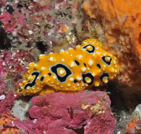 Magic Mountain Dive Site