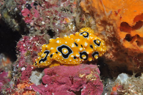 Magic Mountain Dive Site - Whitsundays Accommodation 0