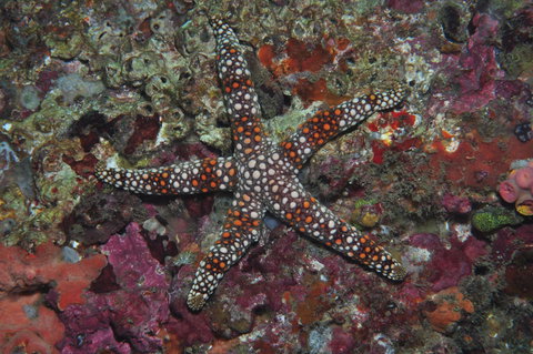 Magic Mountain Dive Site - Whitsundays Accommodation 1