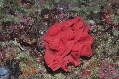 Magic Mountain Dive Site - Whitsundays Accommodation 2